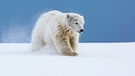 Ein Eisbeer läuft durch eine Schneelandschaft. Die Eisbären sind durch den Klimawandel vom Aussterben bedroht. | Bild: picture-alliance/dpa