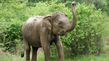 Ein Elefant hebt seinen Rüssel, um einen Strauch zu pflücken. In China geht Elefanten das Futter aus. Sie kommen deshalb mit Menschen in Berührung. | Bild: colourbox.com