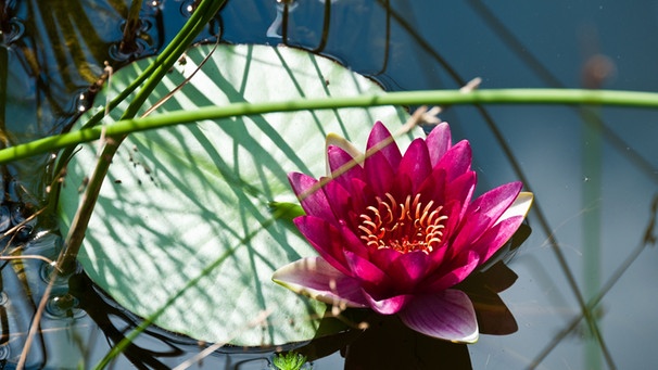 Eine rosa Seerose in einem Gartenteich. Ein Gartenteich kann auch für Tiere und Pflanzen ein Gewinn sein und die Biodiversitaet erhöhen. | Bild: colourbox.com