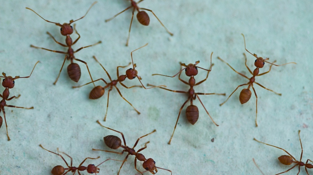 Mehrere Ameisen in Nahaufnahme. Ameisen sind soziale Wesen und als Schlüsselarten wichtig für Ökosysteme und die Biodiversität. | Bild: colourbox.com