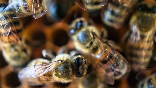 Mehrere Bienen in Nahaufnahme. Bienen sind für die Landwirtschaft und Biodiversität essentiell. | Bild: colourbox.com