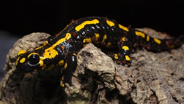 Ein schwarz-gelber Salamander sitzt auf einem Stein. | Bild: colourbox.com