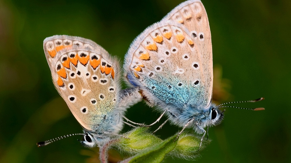 Zwei Schmetterlinge sitzen auf einer Blume. 500 Schmetterlingswiesner lassen Fläche für Schmetterlinge entstehen. Reicht das, damit sich die schönen Falter erholen? | Bild: colourbox.com