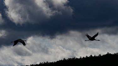 Mehrere Kraniche fliegen bei zugezogenem Himmel durch die Luft. | Bild: picture-alliance/dpa