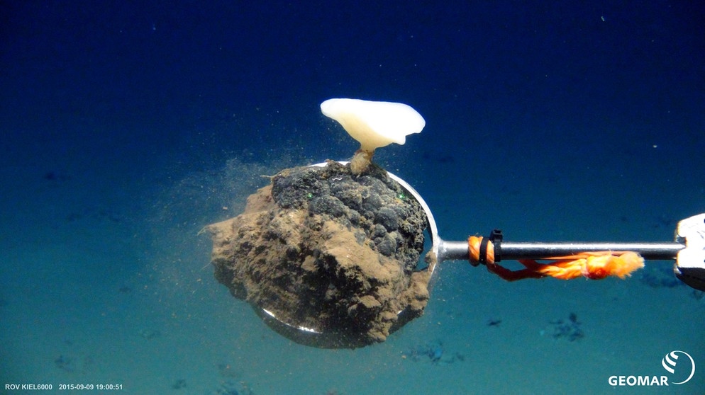 Eine Maschine sammelt Manganknollen am Meeresboden der Tiefsee auf. Deep-Sea-Mining steht in der Kritik. Laut Experten gefährden Tiefseebohrungen die Biodiversität im Meer. | Bild: picture alliance / ROV-Team, GEOMAR-Helmholtz-Z. 
