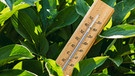 Ein Thermometer liegt inmitten von grünen Pflanzen und zeigt über dreißig Grad Celsius an. Unter den hohen Temperaturen durch den Klimawandel leiden auch immer mehr Gartenpflanzen.  | Bild: colourbox.com