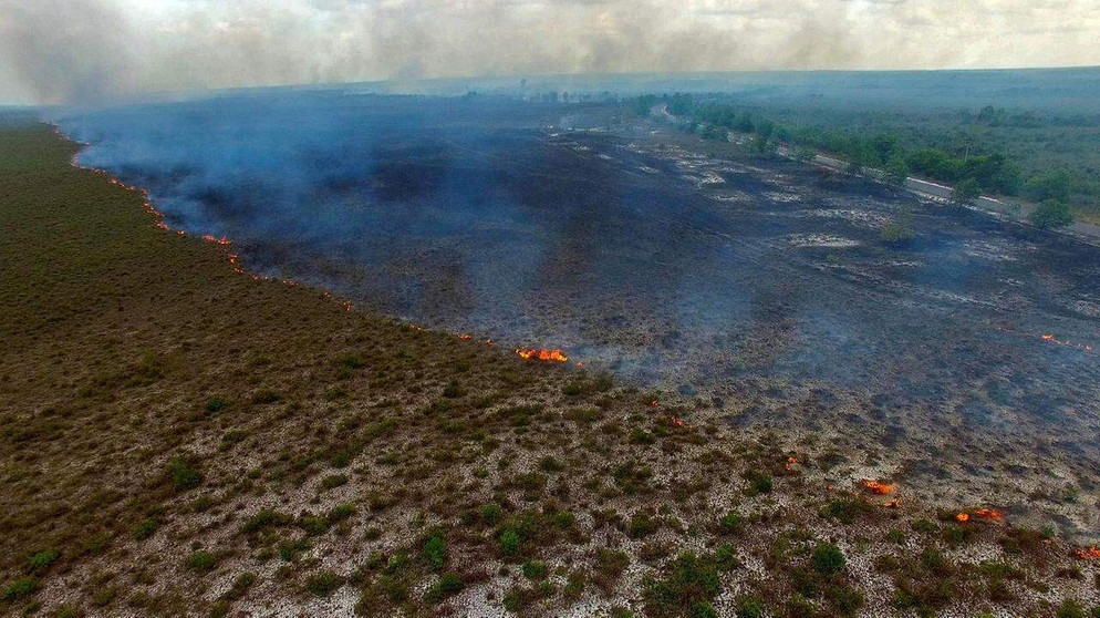 Ein Waldbrand zerstört eine Landschaft. Klimawandel und Brände bedrohen die Biodiversität. | Bild: NDR/Doclights GmbH