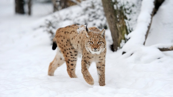 Ein Luchs im Schnee. In der EU sind zahlreiche Tiere und Pflanzen vom Aussterben bedroht. | Bild: colourbox.com