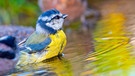 Ein Vogel nimmt ein Wasserbad. Der Bestand von Vögeln wird weniger. Darunter leidet die Biodiversitaet weltweit. | Bild: colourbox.com