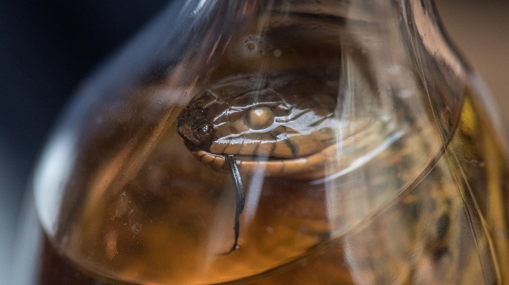 Eine Schlange in einem Glas. Schlangenschnaps wird in Vietnam hergestellt. Jedoch sind Schlangen vom Aussterben bedroht. Der Verzehr von Wildtieren kann Krankheiten auslösen. | Bild: picture-alliance/dpa