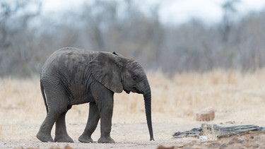 Ein kleiner Elefant läuft durch eine Buschlandschaft. Auch Elefanten sind vom Aussterben bedroht. Dabei sind Elefanten Ökosystemingenieure und wichtig für die Biodiversität. | Bild: colourbox.com