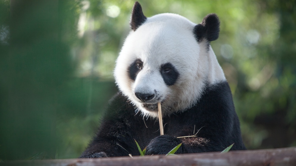 Ein Pandabär sitzt vor einem Baumstamm und frisst Bambus. Pandabären haben beim Artenschutz viele Unterstützer. | Bild: colourbox.com