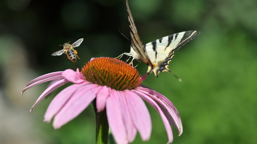 Eine Biene und ein Schmetterling fliegen um eine lila Blume herum. Die Biodiversität geht weltweit zurück. Dadurch sind viele Arten bedroht. Auf unseren Wiesen sind auch bestäubende Insekten, darunter Bienen und Schmetterlinge, seltener geworden. | Bild: colourbox.com