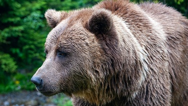 Ein Braunbär in der Wildnis. Es gibt in Europa kaum noch Bären. | Bild: colourbox.com