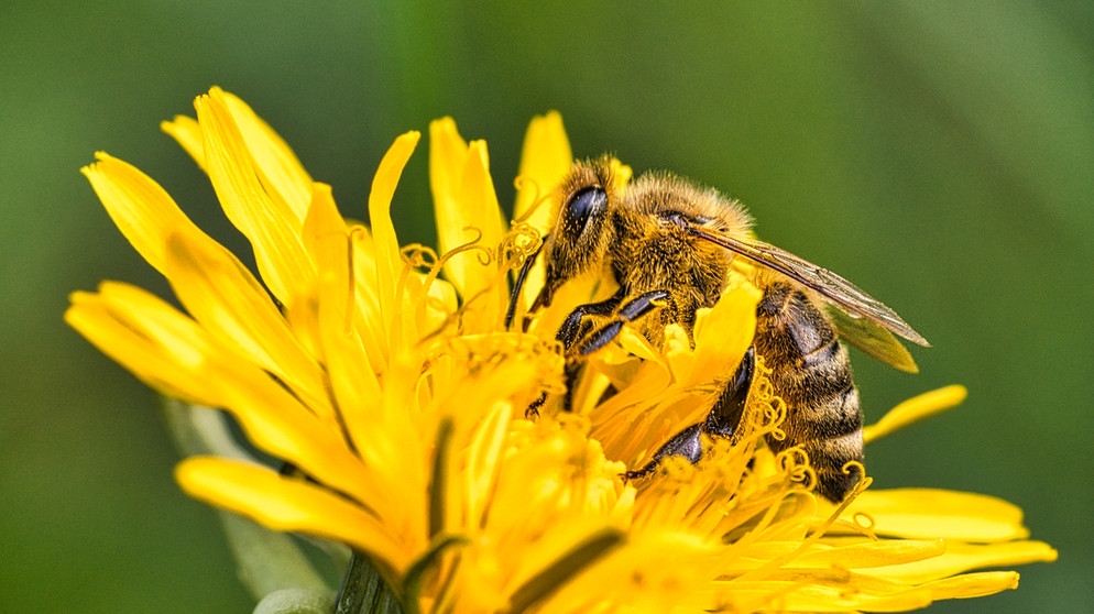 Eine Biene sitzt auf einer gelben Blume. Wildbienen sind in Deutschland, wie viele Insekten, immer seltener anzutreffen. Weil die Biodiversität weltweit abnimmt, sterben immer mehr Arten aus. | Bild: colourbox.com