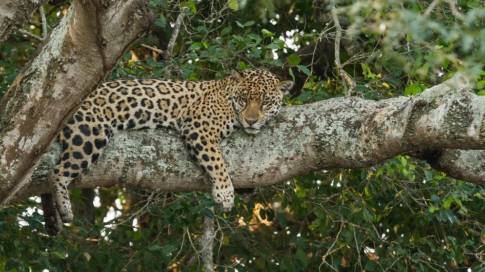Ein Jaguar liegt auf einem Baum. In Argentinien werden wieder Jaguare ausgewildert. Weltweit sind jedoch immer mehr Tier- und Pflanzenarten vom Aussterben bedroht. Dadurch geht auch die Biodiversität zurück. | Bild: colourbox.com