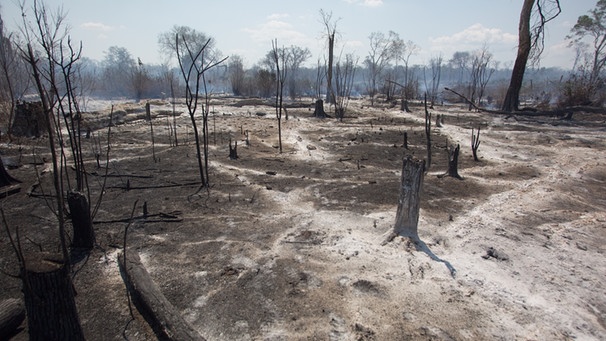 Ein abgebranntes Gebiet im Amazonas-Regenwald mit verkohlten Baumstämmen. Tiere und die Biodiversität im Amazonas-Gebiet leiden stark unter den Bränden.  | Bild: picture-alliance/dpa