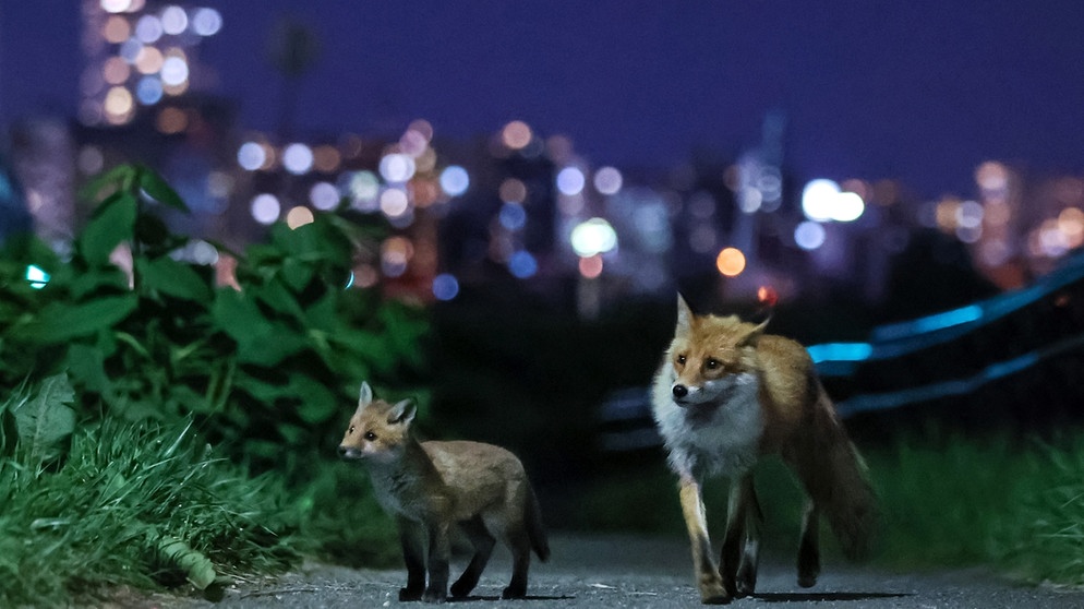 Ein Fuchs und sein Junges sind in der Stadt. Im Hintergrund ist eine Skyline zu sehen. | Bild: picture-alliance/dpa