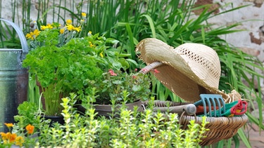 Hacke, Sparten und ein Strohhut liegen neben grünen Pflanzen im Garten. Nachhaltigkeit und Artenschutz lassen sich auch im eigenen Garten praktizieren. | Bild: colourbox.com
