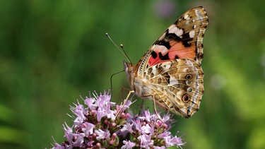 Ein Schmetterling sitzt auf einer lila Blüte: Schmetterlinge gehören zu den Insekten in Deutschland, die immer stärker bedroht sind.  | Bild: colourbox.com