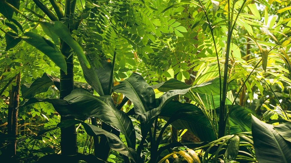 Tropische Vegetation im Regenwald | Bild: colourbox.com