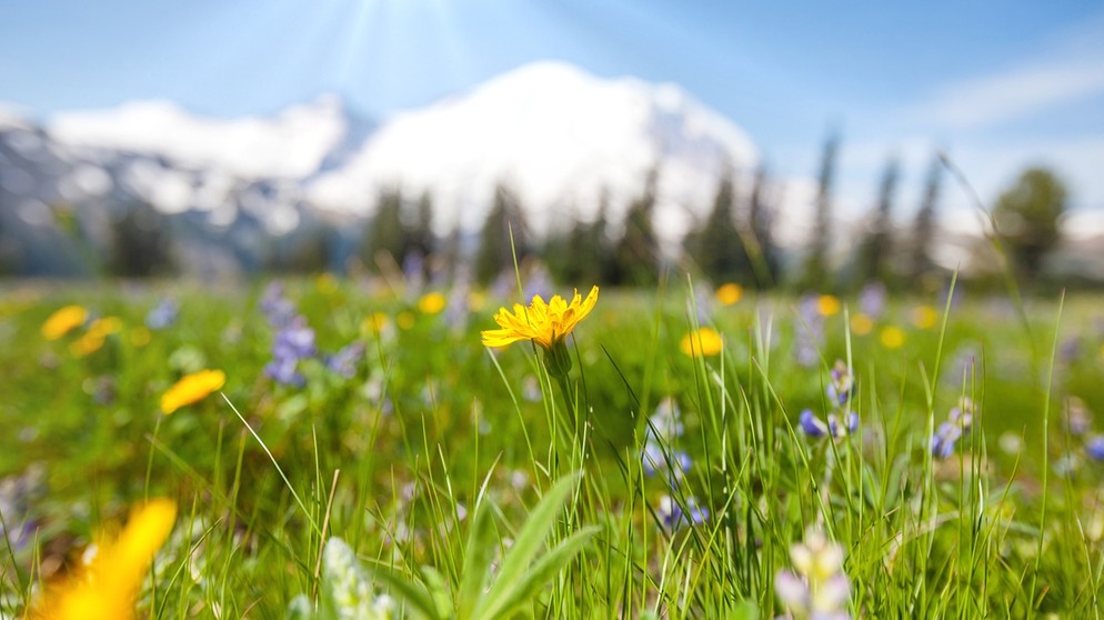 Eine blühende Sommerwiese mit Bergen im Hintergrund | Bild: colourbox.com