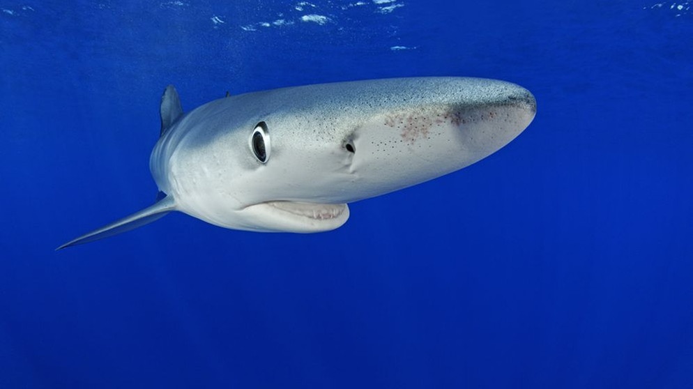 Der Blauhai gehört zur Familie der Requiemhaie. | Bild: picture alliance / Zoonar | Poelzer Wolfgang