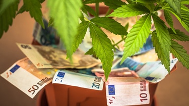 Zwischen einer Hanfpflanze stecken Geldscheine. Wer wird von einer Legalisierung profitieren? | Bild: colourbox.com