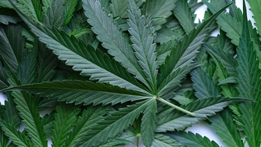 Ein durchgestrichenes Hanfblatt-Zeichen auf einem grünen Hintergrund. Immer mehr Länder legalisieren Cannabis. | Bild: BR