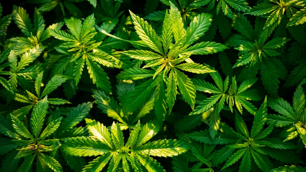 Cannabis-Pflanzen von oben | Bild: colourbox.com