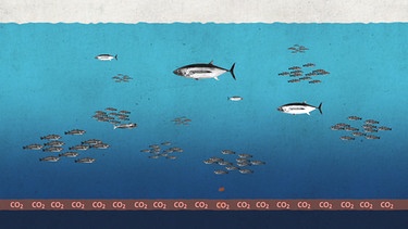 Grafik mit Fischen im Meer. Ozeane sind große CO2 speicher durch Fische und ihren Kot, der sich am Meeresgrund ablagert.  | Bild: BR/Gut zu wissen