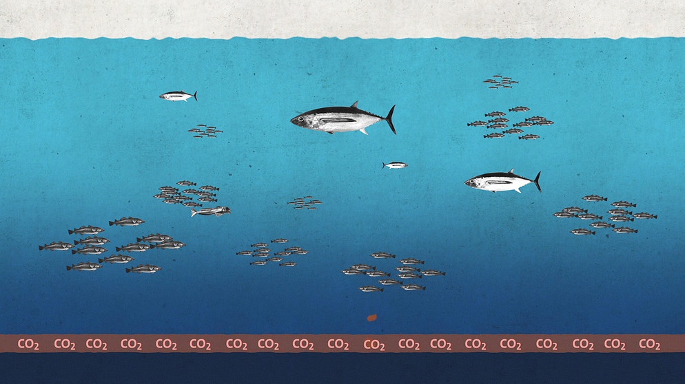 Grafik mit Fischen im Meer. Ozeane sind große CO2 speicher durch Fische und ihren Kot, der sich am Meeresgrund ablagert.  | Bild: BR/Gut zu wissen