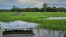 Überschwemmte Felder und Hütten am Solimoes Fluss - Amazonas. El Niño und La Niña bringen das Wetter entlang des tropischen Pazifiks durcheinander. Weil sich Luft- und Meeresströmungen ändern, kommt es weltweit zu Extremwetterlagen.  | Bild: Getty Images/Wochit