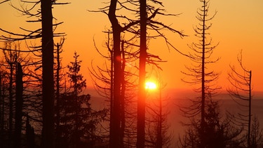Sonnenaufgang mit abgestorbenen Bäumen im Harz | Bild: Bild: picture alliance/dpa, dpa-Zentralbild, Matthias Bein