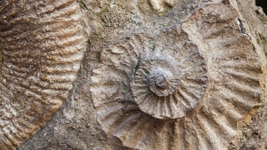 Ammoniten-Fossil. Fossilien sind wichtige Fundstücke und Zeitzeugen. Sie geben Paläontologen aufschluss über die Urgeschichte und darüber, wie und wo Arten damals lebten. | Bild: colourbox.com
