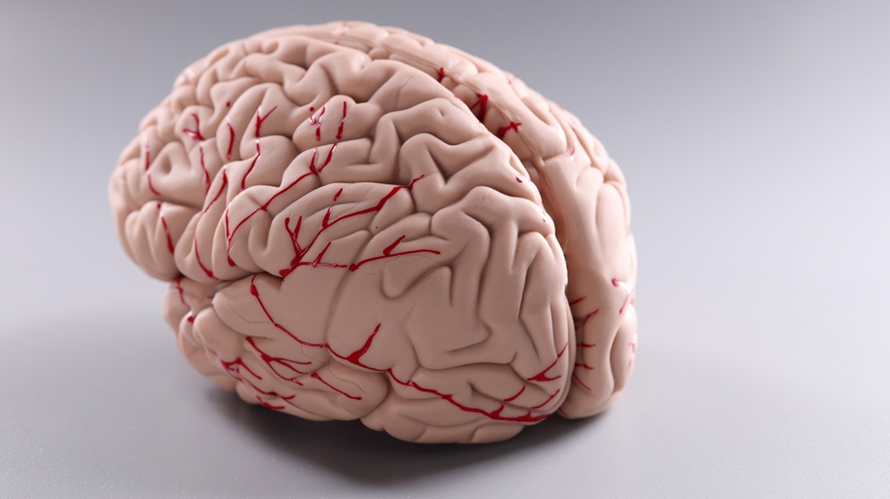 Modell eines Gehirns. Der Cannabis-Konsum ist vor allem für das Gehirn von jungen Menschen schädlich. | Bild: colourbox.com