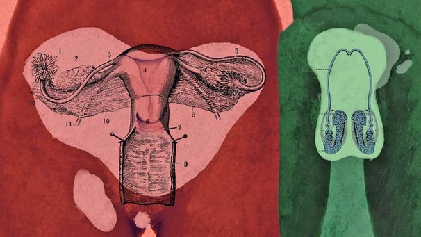 Sexualhormone: Frauen und Männer produzieren unterschiedliche Mengen an Östrogen und Testosteron. | Bild: WDR