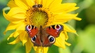 Biene und Schmetterling auf einer Sonnenblume. Wie ihr Insekten im Garten und auf dem Balkon eine Heimat schafft und damit unser Ökosystem stabilisiert. | Bild: picture alliance/dpa | Sina Schuldt