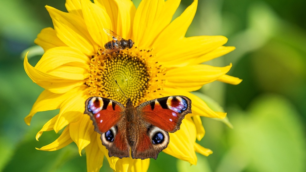 Biene und Schmetterling auf einer Sonnenblume. Wie ihr Insekten im Garten und auf dem Balkon eine Heimat schafft und damit unser Ökosystem stabilisiert. | Bild: picture alliance/dpa | Sina Schuldt
