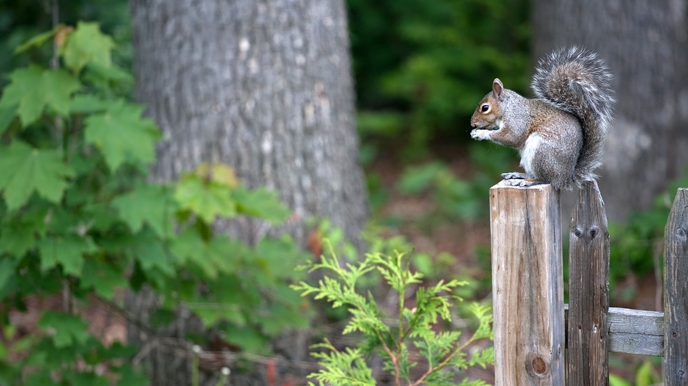 Ein amerikanisches Grauhörnchen sitzt auf einem Zaunpfahl. Die invasive Art hat sich inzwischen weitgehend in Europa verbreitet | Bild: colourbox.com