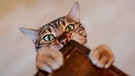 Eine Katze bettelt am Tisch. Sind Katzen unerziehbar und eigensinnig? Die Wahrheit über Katzen. | Bild: dpa-Bildfunk/Axel Heimken