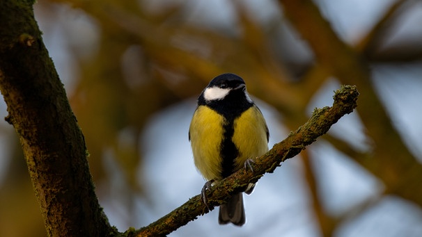 Eine Kohlmeise sitzt auf einem Ast. Viele Vögel sind vom Artensterben betroffen.  | Bild: colourbox.com