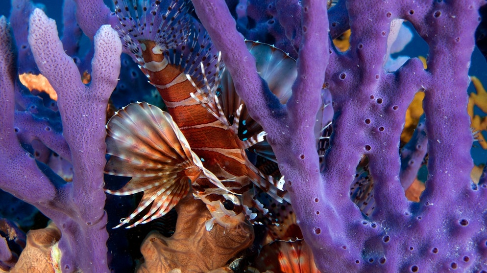 Bei Gefahr und zum Beutefang können Korallen ein hochwirksames Gift ausstoßen. Im Bild: Ein Zwergrotfeuerfisch Dendrochirus brachypterus versteckt sich in einer Koralle. | Bild: picture-alliance/dpa/ J.W.Alker