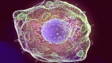 Die menschliche Zelle mit der Erbinformation | Bild: BR