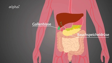 Schaubild Gallenblase und Bauchspeicheldrüse | Bild: BR