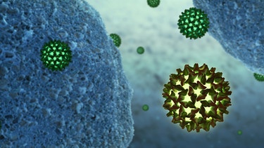 Hepatitis-B-Viren neben menschlichen Zellen.  | Bild: picture-alliance/dpa