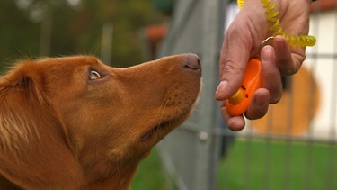 Hund schaut auf Klicker | Bild: BR
