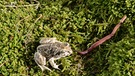 Kröte beim Beutefang | Bild: sauletas/Shutterstock.com