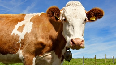 Eine Kuh steht auf einer Weide | Bild: colourbox.com