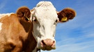 Eine Kuh steht auf einer Weide | Bild: colourbox.com